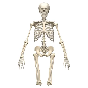 Human Skeleton Anatomy Illustration