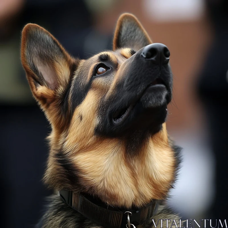 Focused German Shepherd Dog Close-Up AI Image