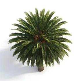 Top-Down View of a Palm Tree