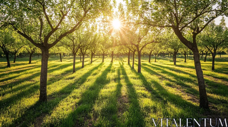 Orchard with Sunlit Trees and Shadows AI Image