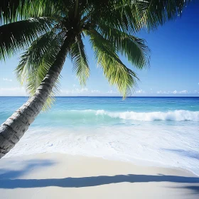 Seascape with Palm and Turquoise Water