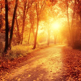 Sunlit Autumnal Forest Trail