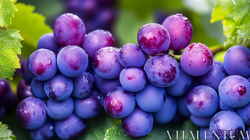 Juicy Grapes on the Vine AI Image