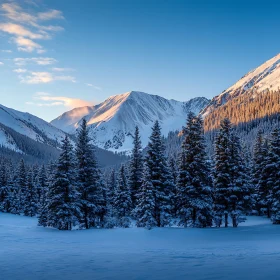 Winter Mountain Scene: Snow and Evergreens