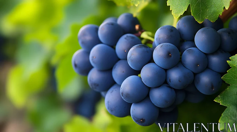 Fresh Harvest: Blue Grapes Still Life AI Image