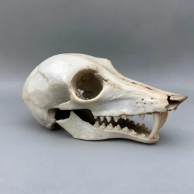 Monochromatic Animal Skull Composition
