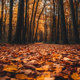 Calm Forest Trail in Fall