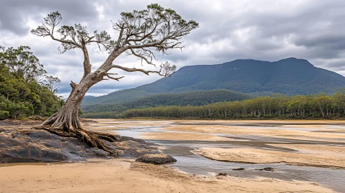 Tree on Rocks Beside River with Mountain and Forest