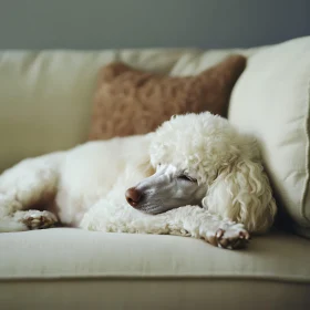 Relaxing White Dog on Cream Sofa