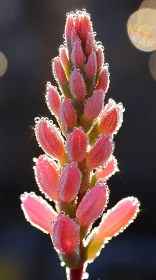 Macro Shot of Morning Dew on Flower