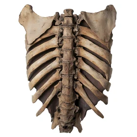 Anatomical Ribcage and Spine Study