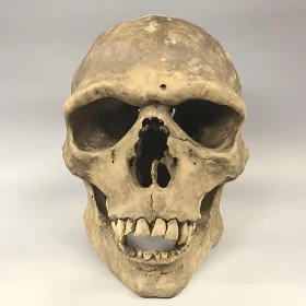 Anatomical Skull Study: Memento Mori