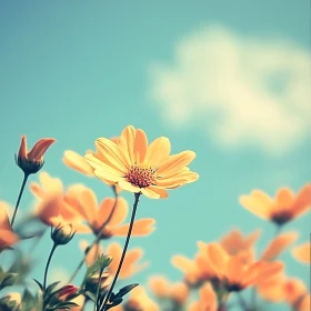 Serene Yellow Daisies in Spring