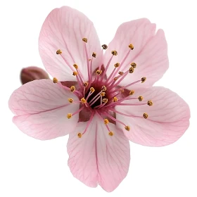 Intricate Details of a Blooming Pink Flower