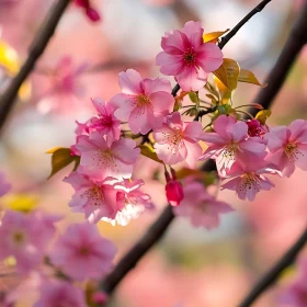 Cherry Blossoms in Springtime Glory