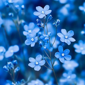 Dreamy Blue Blossoms Captured in Macro