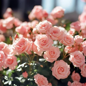 Beautiful Pink Rose Garden