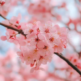 Delicate Pink Cherry Blossoms in Full Bloom