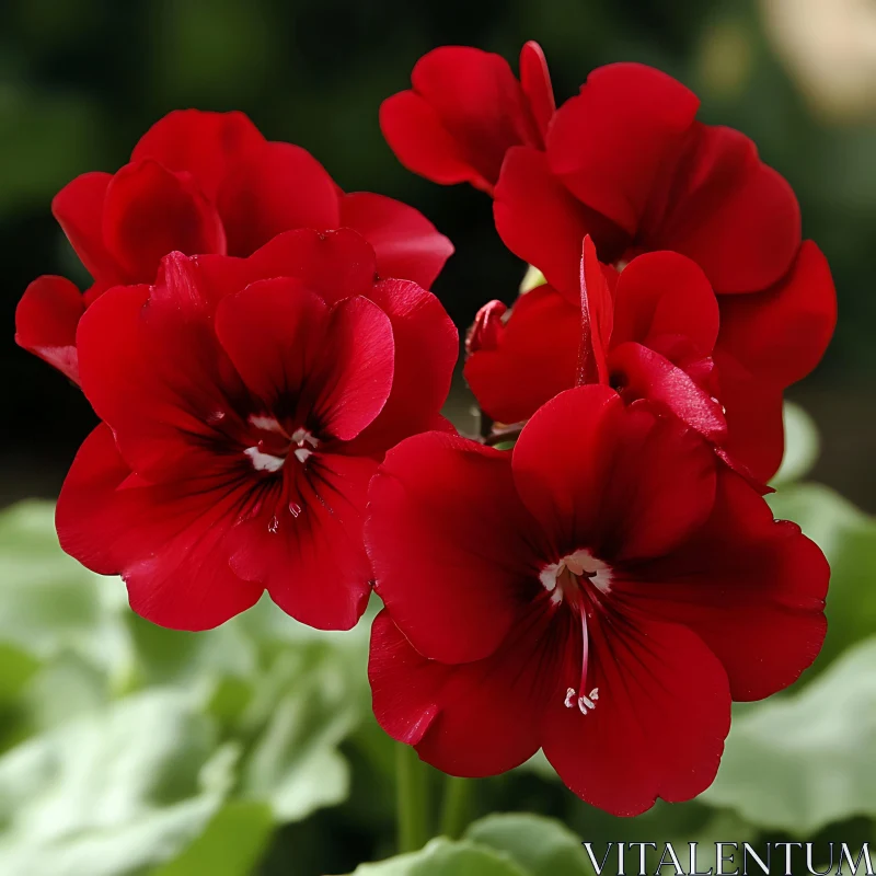 Gorgeous Red Geranium Blossoms AI Image