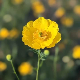 Yellow Flower Macro Photography