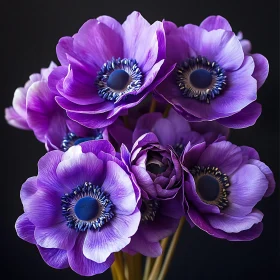 Stunning Violet Anemone Blossoms