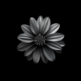 Monochrome Petals