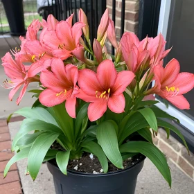 Blooming Pink Flowers on Patio