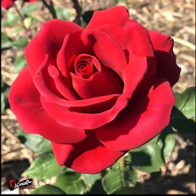 Red Blossom Rose Flower