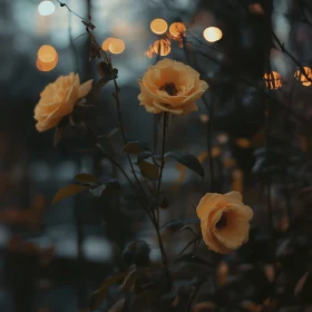 Serene Yellow Roses in Evening Light