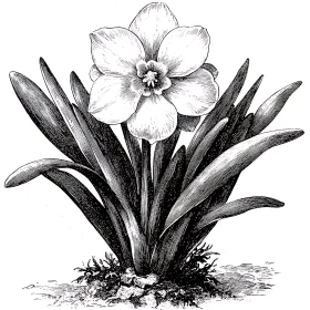 Detailed Botanical Flower Drawing in Black and White