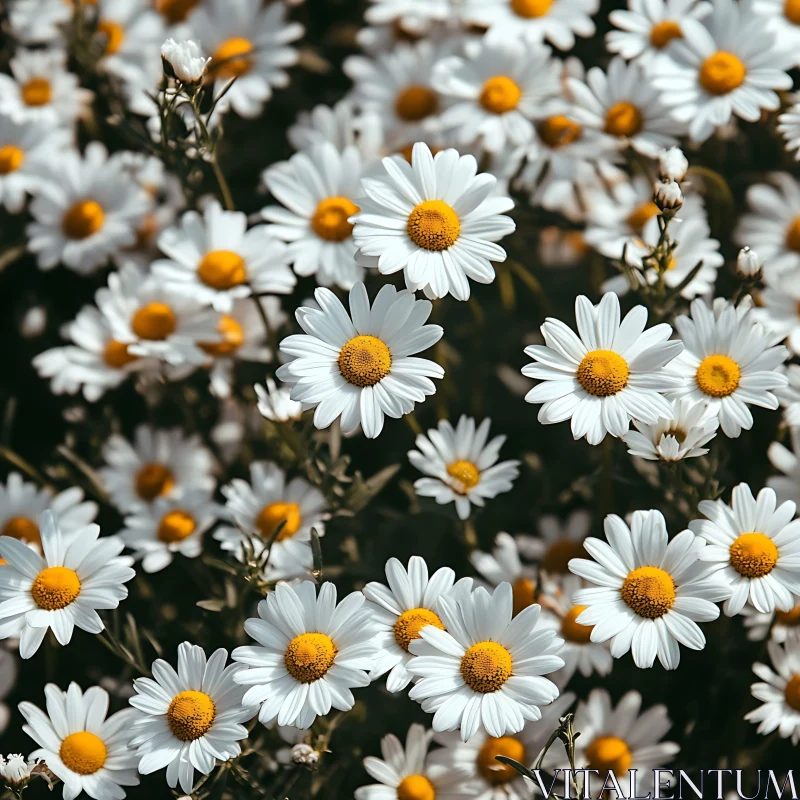 AI ART Blooming Daisies in Nature