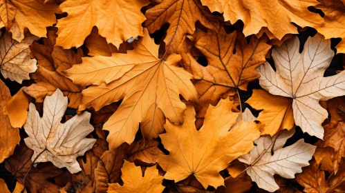 Autumn Leaves in Monochromatic Light Orange and Dark Gold