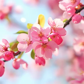 Delicate Pink Flower Blossoms