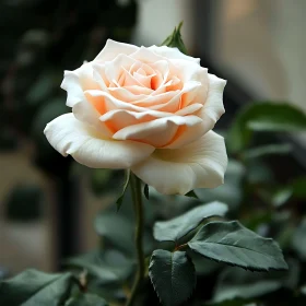 Blooming White Rose with Peach-Tinted Petals