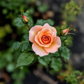 Peach Rose with Buds and Leaves