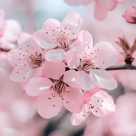 Delicate Pink Cherry Blossom Close-Up