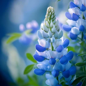 Stunning Blue Blossom Macro Photography