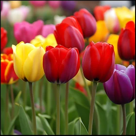 Colorful Spring Garden of Tulips