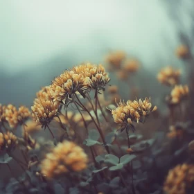 Tranquil Garden of Blooming Yellow Flowers