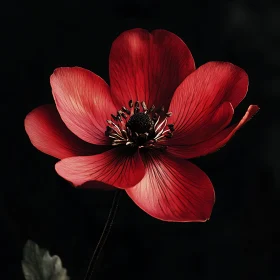 Elegant Red Flower Detail