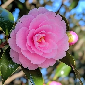 Intricate Details of a Pink Bloom