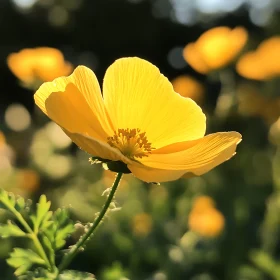 Yellow Flower in Sunlight