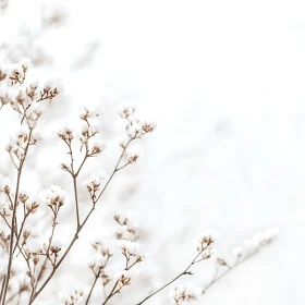 Tranquil Blossom of White Flowers