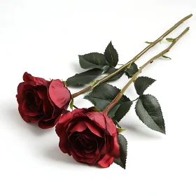 Two Deep Red Roses with Green Leaves