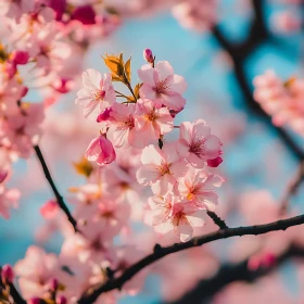 Vibrant Cherry Blossoms in Spring