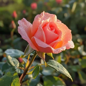 Dew-Kissed Rose Bloom