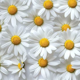 Enchanting Daisies in Bloom