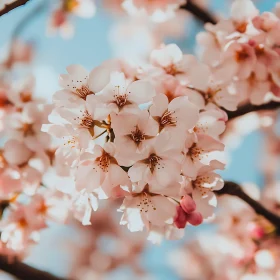 Cherry Blossoms Close-Up | Pink Petals and Blue Sky