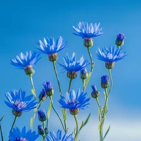 Serene Cluster of Blue Cornflowers