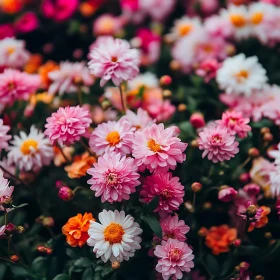 Colorful Garden of Pink and White Flowers